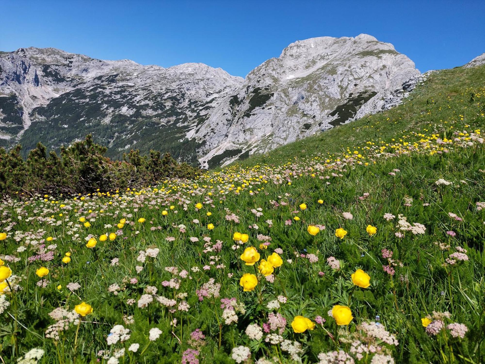 Apartmaji Vesna Bohinj Eksteriør bilde